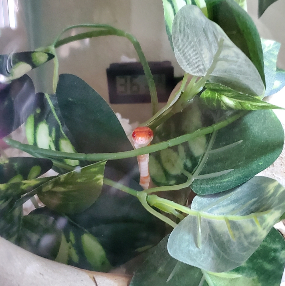 Meet your Posher, Birb